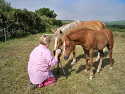 Student filming horses